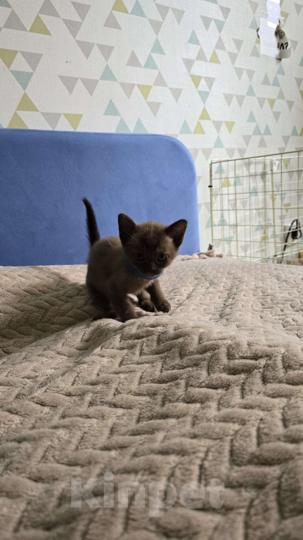 Кошки в Тюмени: Бурманский котенок Девочка, 25 000 руб. - фото 2