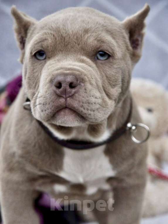 Собаки в Москве: Американский булли мальчик  Мальчик, 100 000 руб. - фото 3