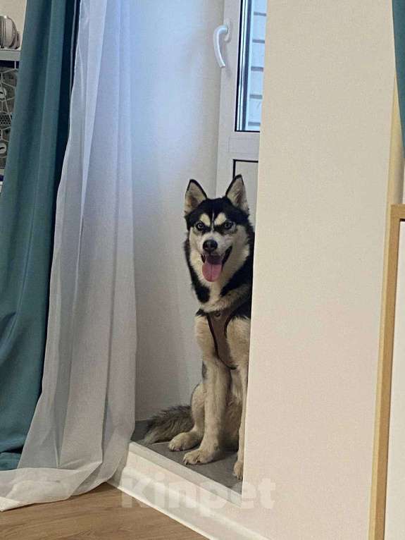 Собаки в Санкт-Петербурге: Хаски щенок Девочка, 10 000 руб. - фото 4