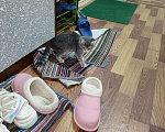Кошки в других городах Московской области: Отдам в добрые руки двух котят, Бесплатно. Помогите не умереть от аллергии!!! Мальчик, Бесплатно - фото 10