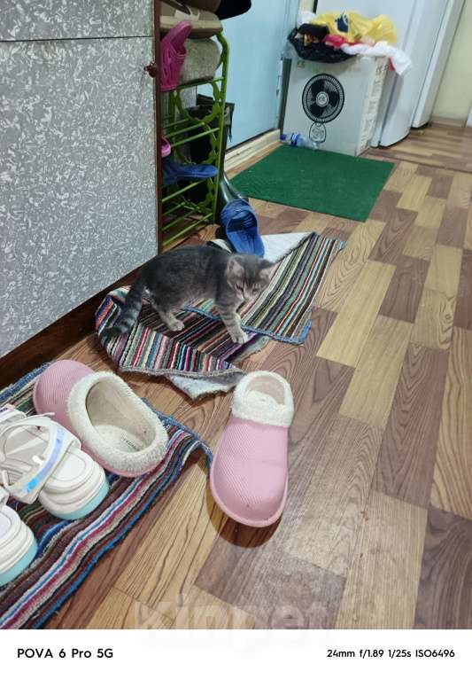 Кошки в других городах Московской области: Отдам в добрые руки двух котят, Бесплатно. Помогите не умереть от аллергии!!! Мальчик, Бесплатно - фото 10