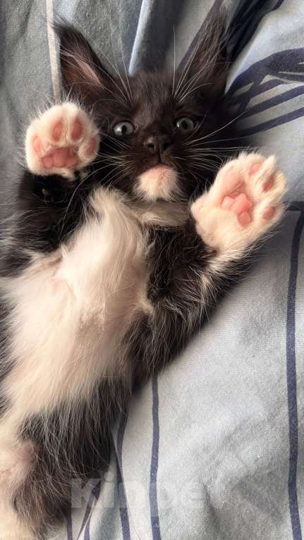 Кошки в других городах Московской области: Котенок мейн кун Девочка, 25 000 руб. - фото 2