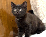Кошки в Москве: Забавный Проша, котенок 2,5 мес в добрые руки. Мальчик, Бесплатно - фото 5
