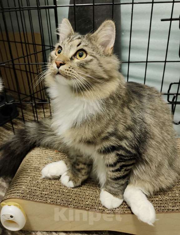 Кошки в Москве: Молодой ласковый кот Алекс в дар хорошим людям Мальчик, Бесплатно - фото 2