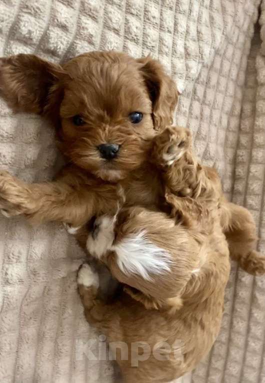 Собаки в Москве: Щенки Кавапу Мальтипу  Мальчик, 60 000 руб. - фото 4