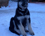 Собаки в других городах Краснодарского края: Щенки Восточноевропейской овчарки  Мальчик, 60 000 руб. - фото 4