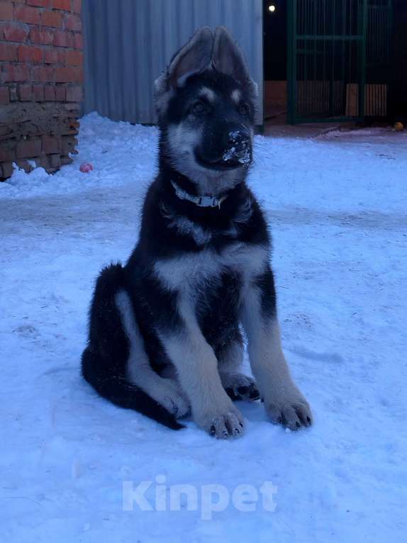 Собаки в других городах Краснодарского края: Щенки Восточноевропейской овчарки  Мальчик, 60 000 руб. - фото 4