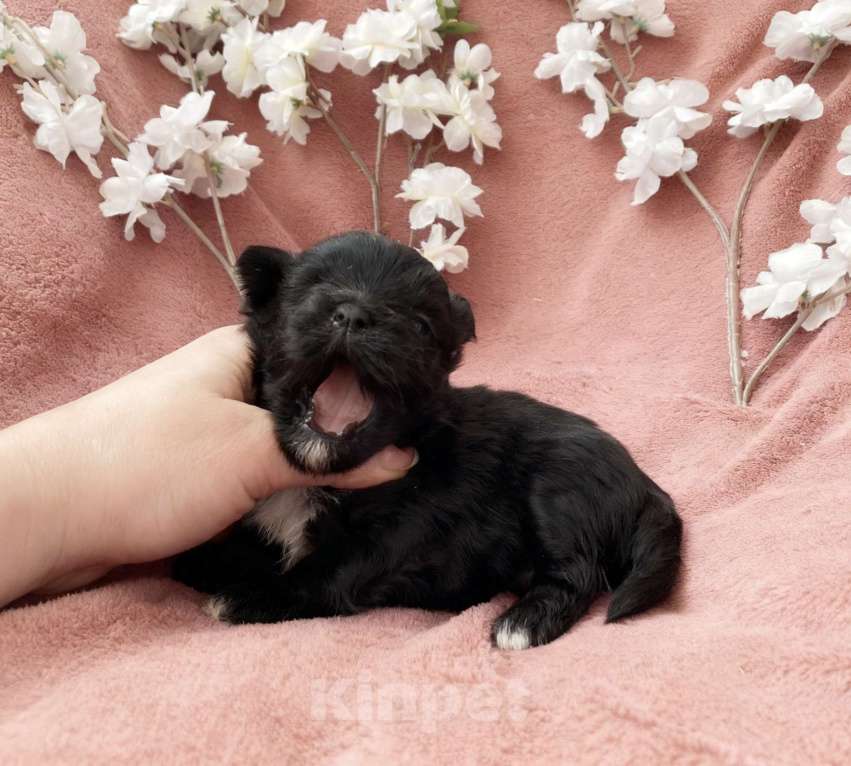 Собаки в Москве: Чёрный йорк девочка Девочка, 100 000 руб. - фото 1