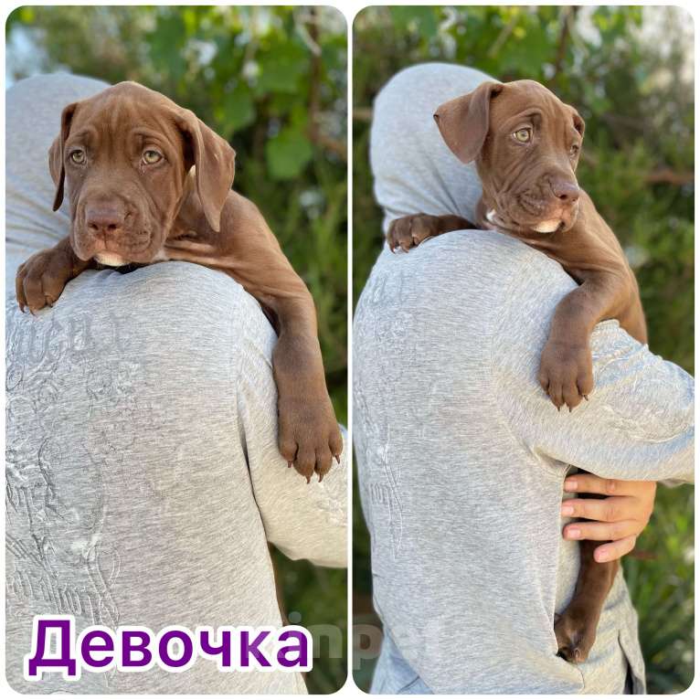 Собаки в других городах Крыма: Американский питбуль  Мальчик, 65 000 руб. - фото 3