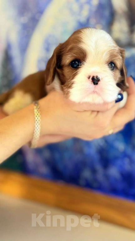 Собаки в Санкт-Петербурге: Кавалер Кинг Чарльз Спаниель Девочка, Бесплатно - фото 2