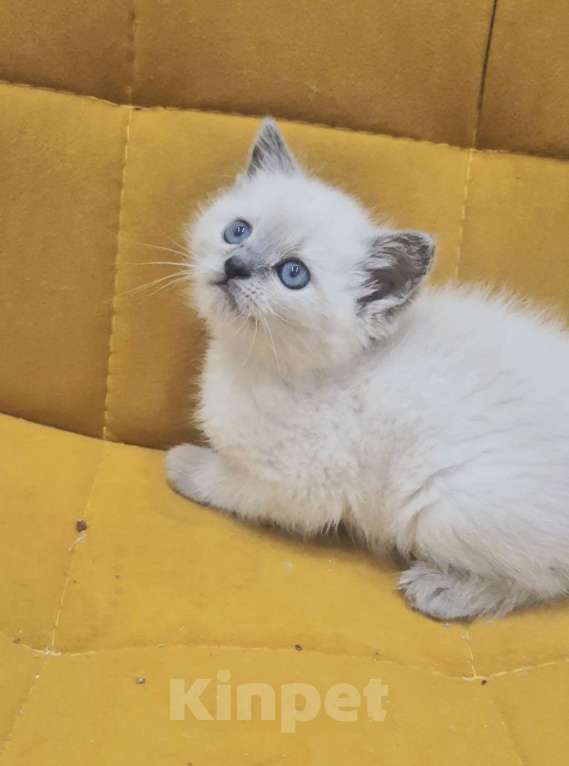 Кошки в Санкт-Петербурге: Рэгдолл котёнок  Девочка, 32 000 руб. - фото 3