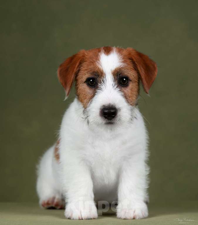 Собаки в Санкт-Петербурге: Марлекс Солар Найк  Мальчик, 80 000 руб. - фото 3
