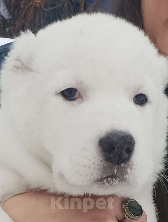 Собаки в Кургане: Среднеазиатская овчарка  Мальчик, 50 000 руб. - фото 2