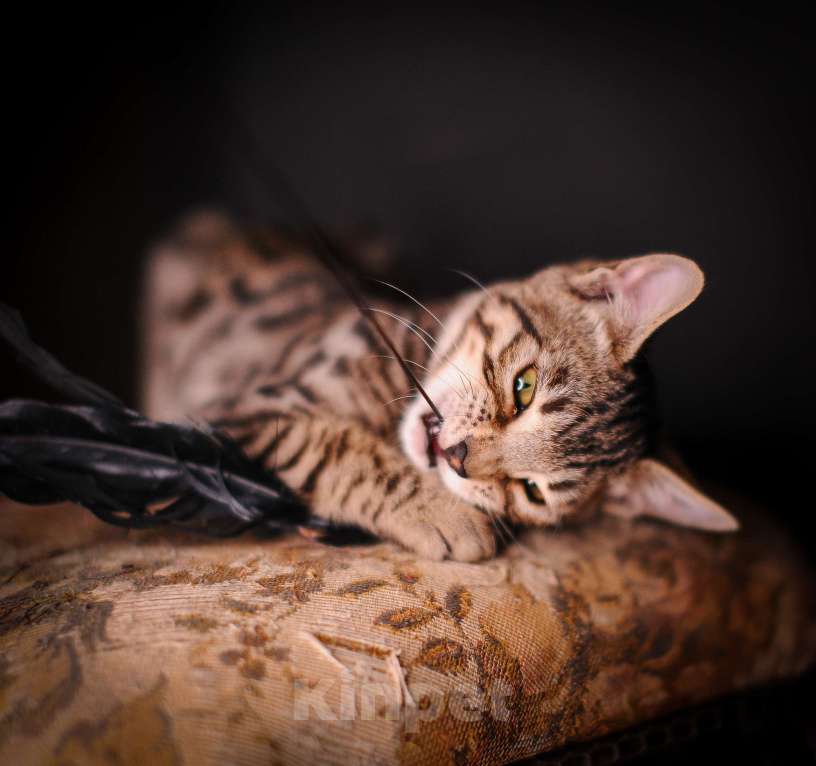 Кошки в Москве: Бенгальский котенок смешной и умный Мальчик, Бесплатно - фото 5