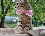 Кошки в Москве: Отдам котенка Девочка, Бесплатно - фото 6