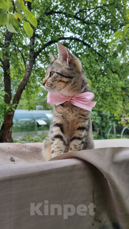 Кошки в Москве: Отдам котенка Девочка, Бесплатно - фото 6
