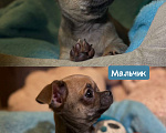 Собаки в Томске: Щенок чихуахуа мальчик г/ш Мальчик, 35 000 руб. - фото 4