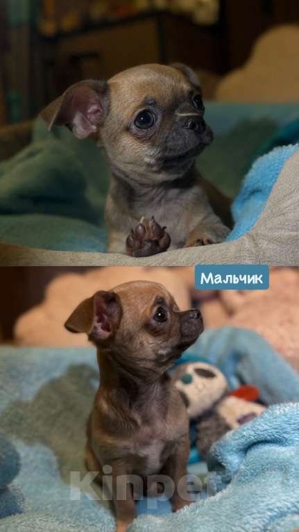 Собаки в Томске: Щенок чихуахуа мальчик г/ш Мальчик, 35 000 руб. - фото 4