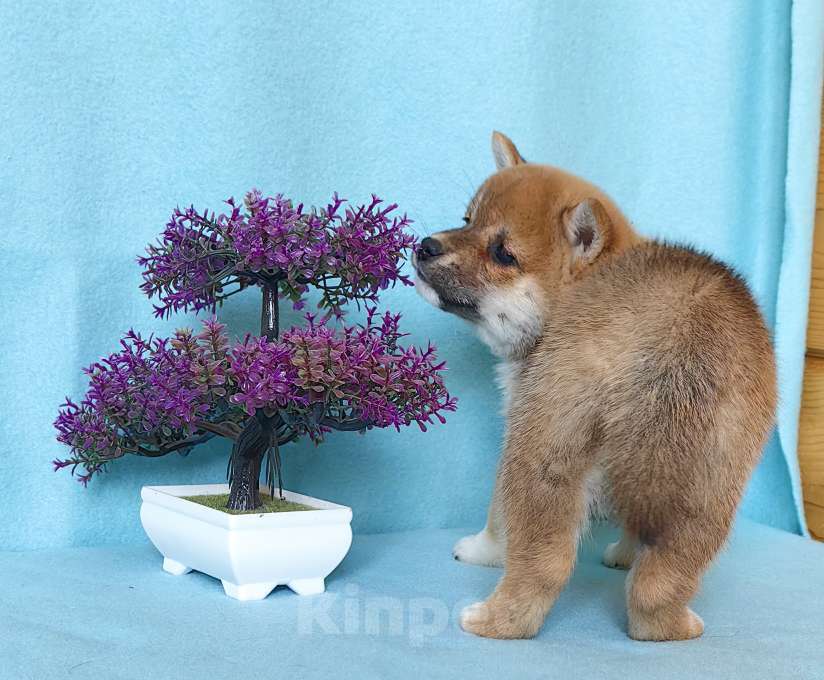 Собаки в Москве: Сиба ину. Мини девочка. Девочка, 60 000 руб. - фото 5