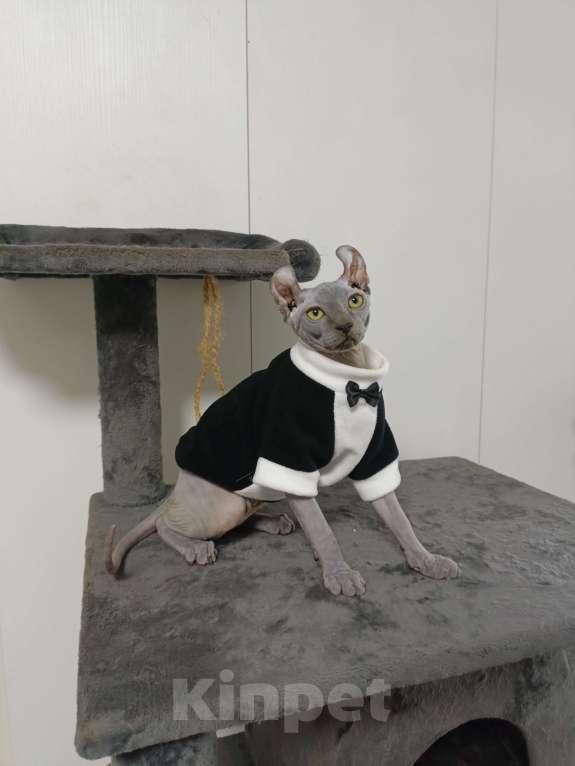 Кошки в Москве: Голубой солидный эльф  Мальчик, 180 000 руб. - фото 2