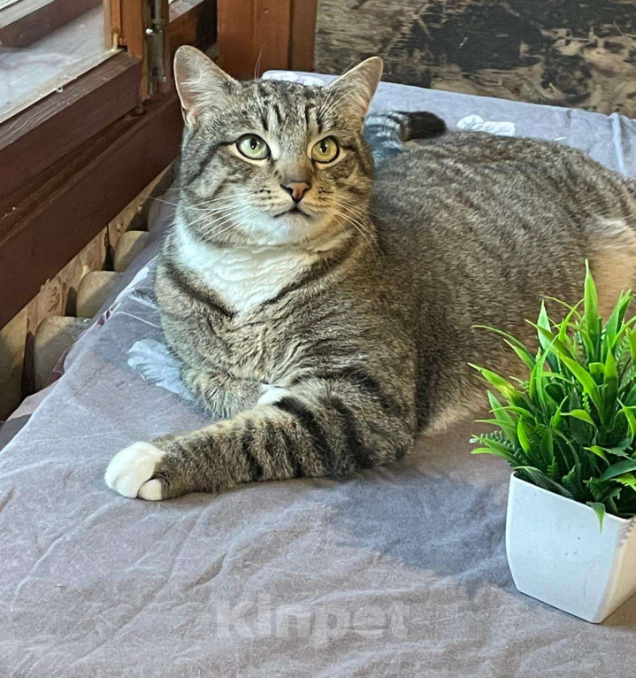 Кошки в Королеве: Котик Элвис ищет дом Мальчик, Бесплатно - фото 2