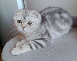 Кошки в Москве: Шотландский котик Мальчик, 35 000 руб. - фото 1