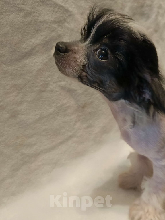 Собаки в Санкт-Петербурге: Китаечка мини Девочка, 50 000 руб. - фото 4