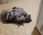 Кошки в Хасавюрте: Вязка, 2 500 руб. - фото 2