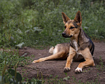 Собаки в Новосибирске: Лана - маленький олененок ищет семью Девочка, 1 руб. - фото 1