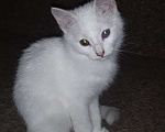 Кошки в Санкт-Петербурге: Продаются котики-крысоловы породы "Турецкий Ван" с голубыми или янтарными глазами Мальчик, 25 000 руб. - фото 5