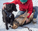 Собаки в Москве: Бордер-колли Блэк в дар Мальчик, Бесплатно - фото 3