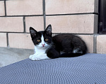 Кошки в Краснодаре: Ласковая девочка-котёнок ищет добрый дом! 🐾 Девочка, Бесплатно - фото 1