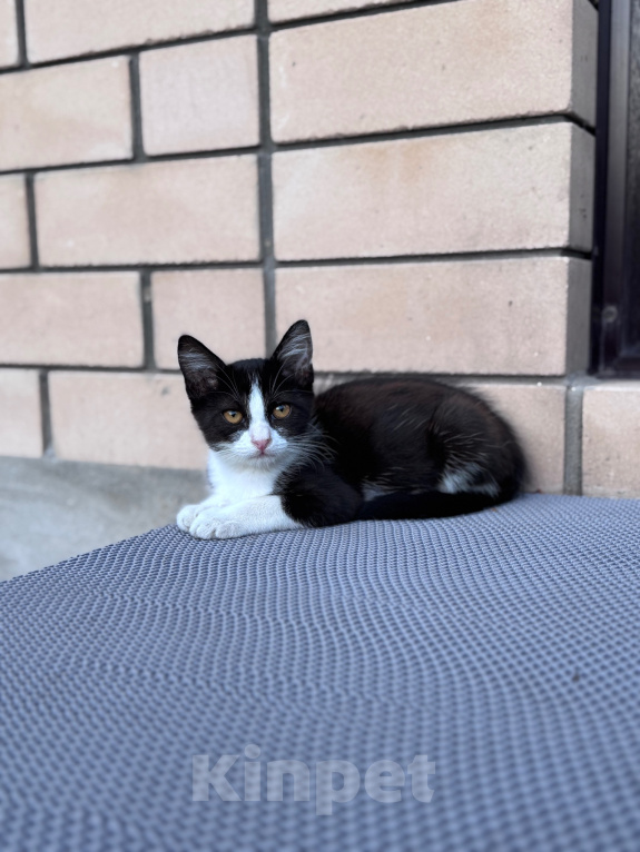 Кошки в Краснодаре: Ласковая девочка-котёнок ищет добрый дом! 🐾 Девочка, Бесплатно - фото 1