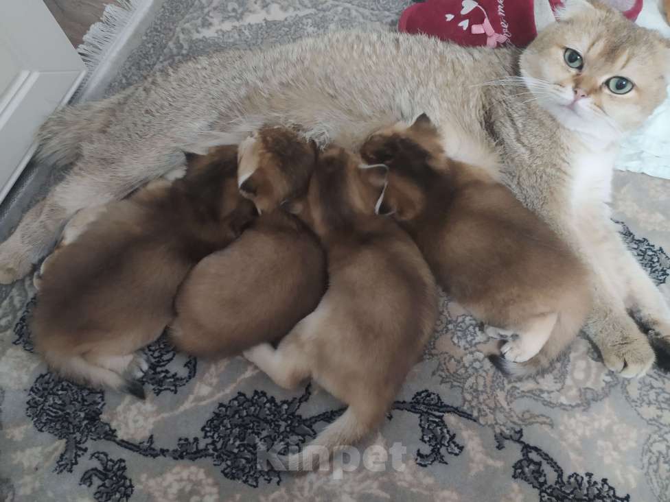 Кошки в Краснодаре: шотландская золотая шиншила Девочка, 20 000 руб. - фото 4