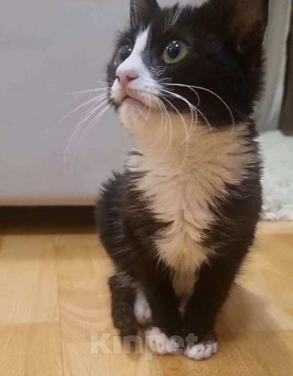 Кошки в Москве: В добрые руки котёнок маркизного окраса  Мальчик, Бесплатно - фото 2