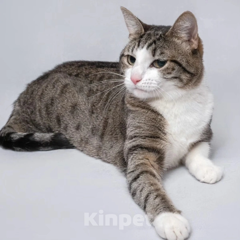 Кошки в Москве: Найда доверилась человеку, а ее избили Девочка, Бесплатно - фото 5