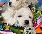 Собаки в Сыктывкаре: Бишон Фризе Мальчик, Бесплатно - фото 2