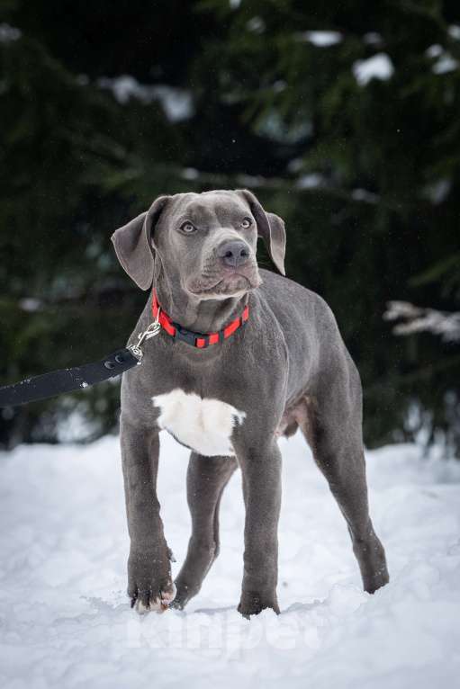 Собаки в Санкт-Петербурге: Милый щенок Прайтер Мальчик, 50 000 руб. - фото 3