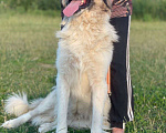 Собаки в Владимире: Метис кавказской овчарки Девочка, Бесплатно - фото 6