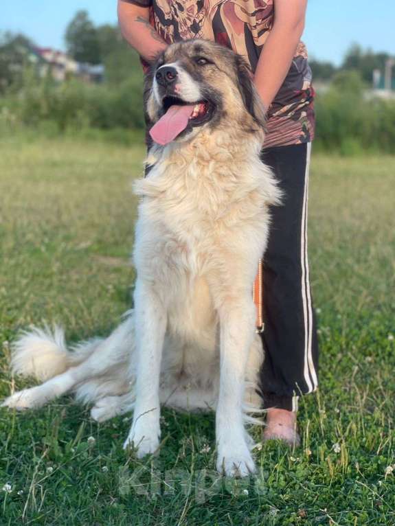 Собаки в Владимире: Метис кавказской овчарки Девочка, Бесплатно - фото 6