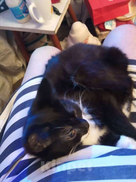 Кошки в Москве: Красивый котенок Феликс Мальчик, Бесплатно - фото 4