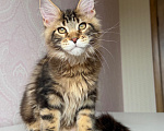 Кошки в Барнауле: Котенок мейн-куна золотой Браун Мальчик, Бесплатно - фото 3