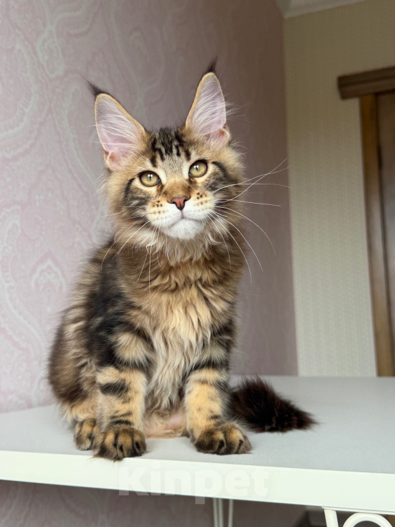 Кошки в Барнауле: Котенок мейн-куна золотой Браун Мальчик, Бесплатно - фото 3
