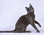 Кошки в Москве: Русская голубая кошка Лиля Девочка, Бесплатно - фото 2