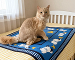 Кошки в Санкт-Петербурге: Котики Девочка, Бесплатно - фото 7