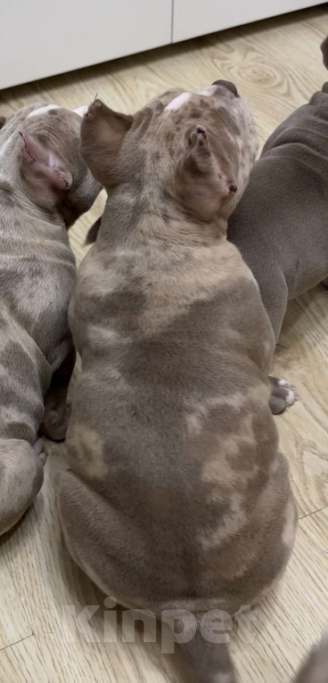 Собаки в Лыткарино: Мальчик Американский булли Мальчик, 200 000 руб. - фото 2