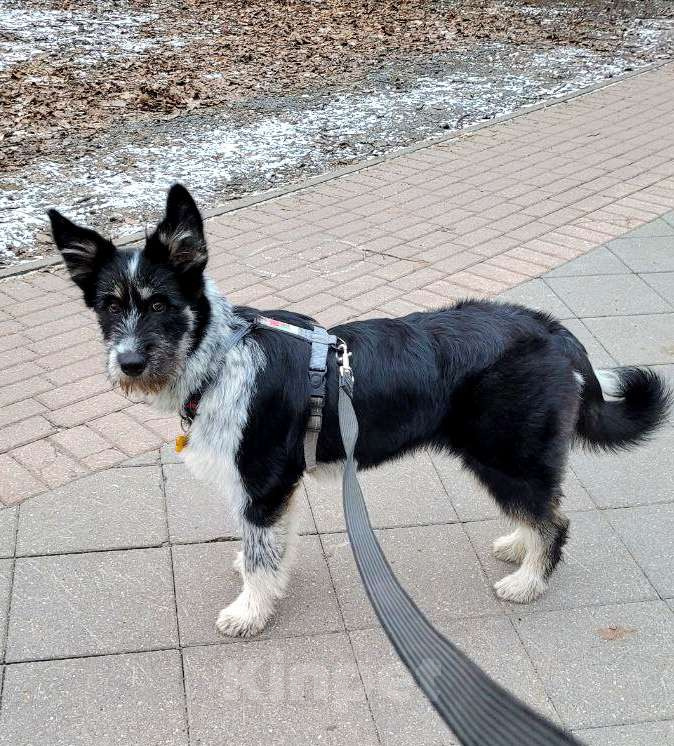 Собаки в Москве: Щенок в добрые руки  Девочка, Бесплатно - фото 5