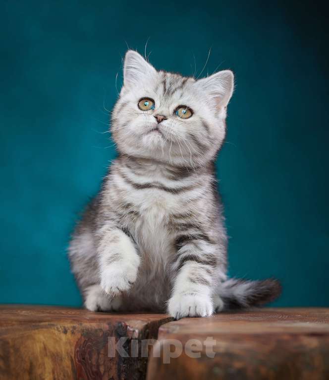 Кошки в Барнауле: Кошечка - страйт Тринити🧡 Девочка, Бесплатно - фото 10