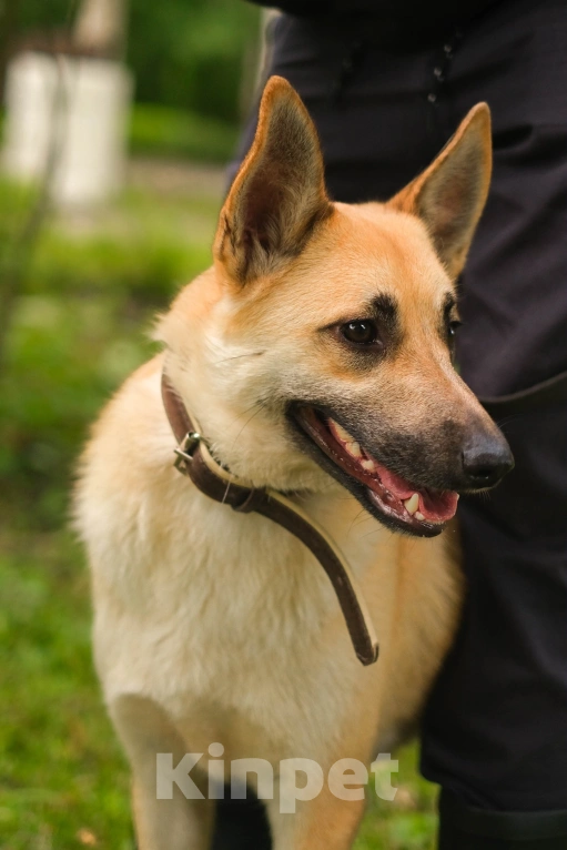 Собаки в Санкт-Петербурге: Собаки из приюта: смышлёная Катрин Девочка, Бесплатно - фото 4