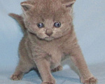 Кошки в Санкт-Петербурге: шотландская кошечка страйт Девочка, 25 000 руб. - фото 1